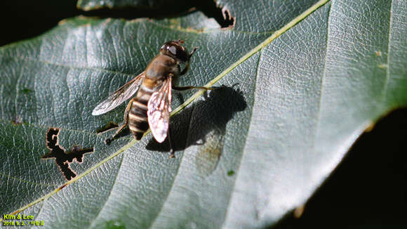 Image of Eristalis cerealis Fabricius 1805