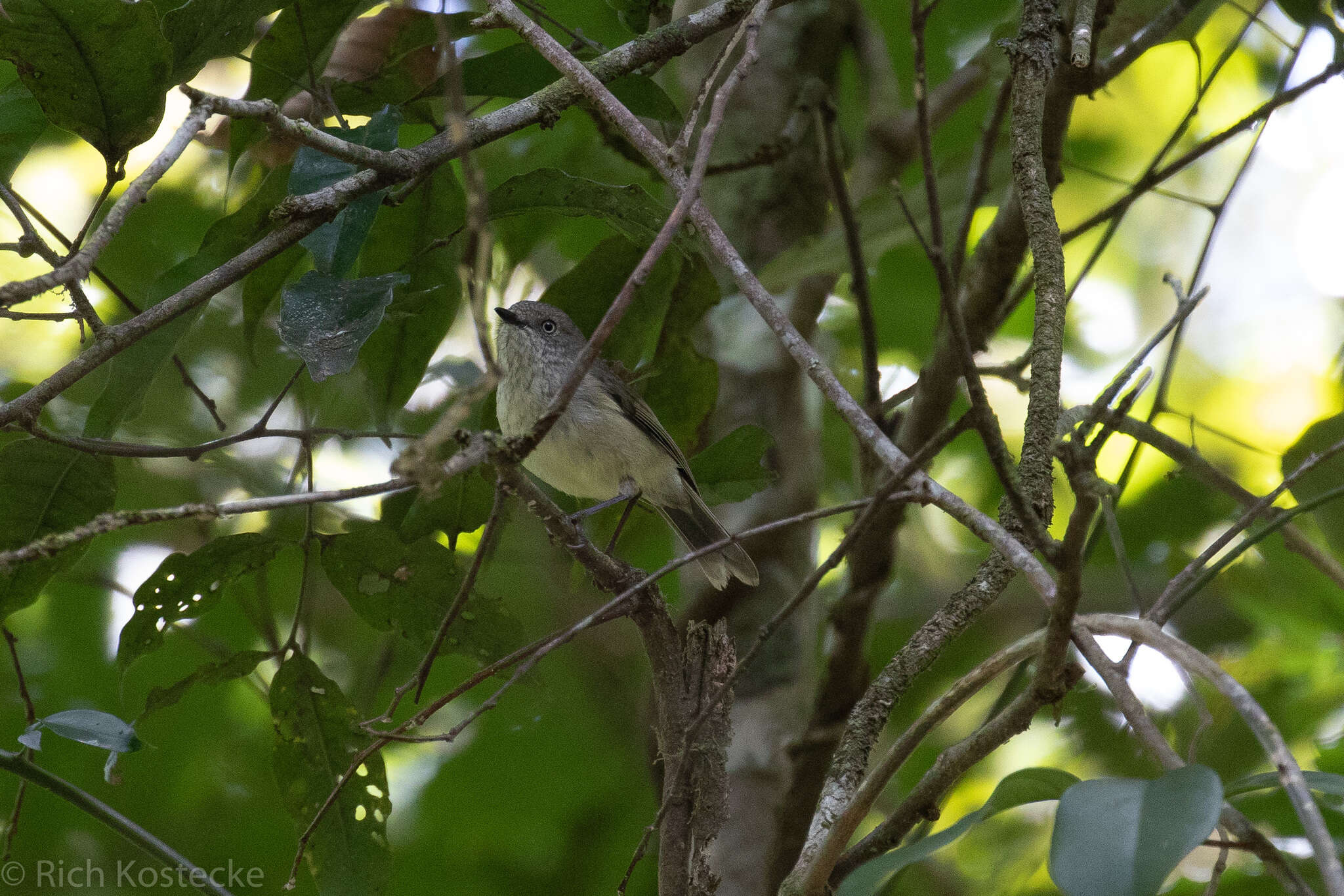 Image of Mountain Thornbill