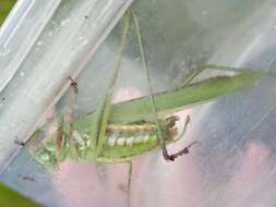 Image of Guinea-cypress Katydid