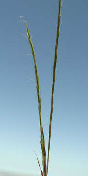 Image of French Oat-grass