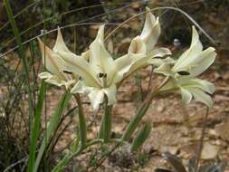 Imagem de Gladiolus floribundus Jacq.