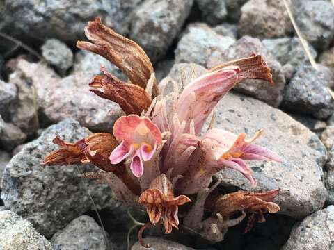 Image of Aphyllon corymbosum (Rydb.) A. C. Schneid.