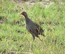 Image of Red-necked Francolin