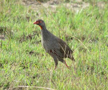 Image of Red-necked Francolin