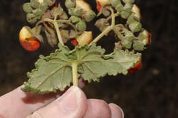 Image of Calceolaria pisacomensis Meyen ex Walp.