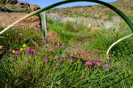 Image of Hesperantha oligantha (Diels) Goldblatt