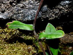 Image de Myosotis brockiei subsp. brockiei