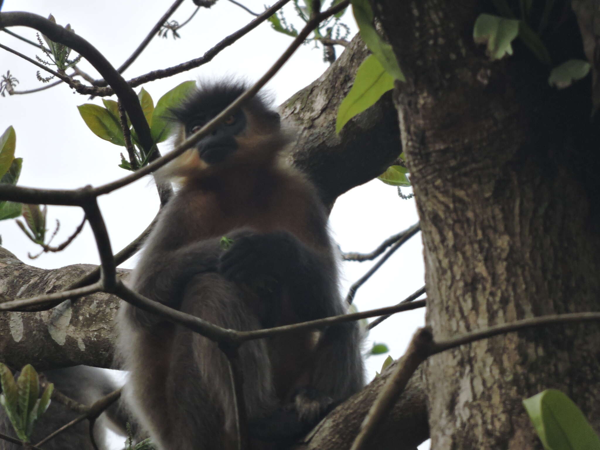 Слика од Trachypithecus pileatus (Blyth 1843)