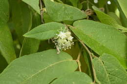 Слика од Croton alamosanus Rose