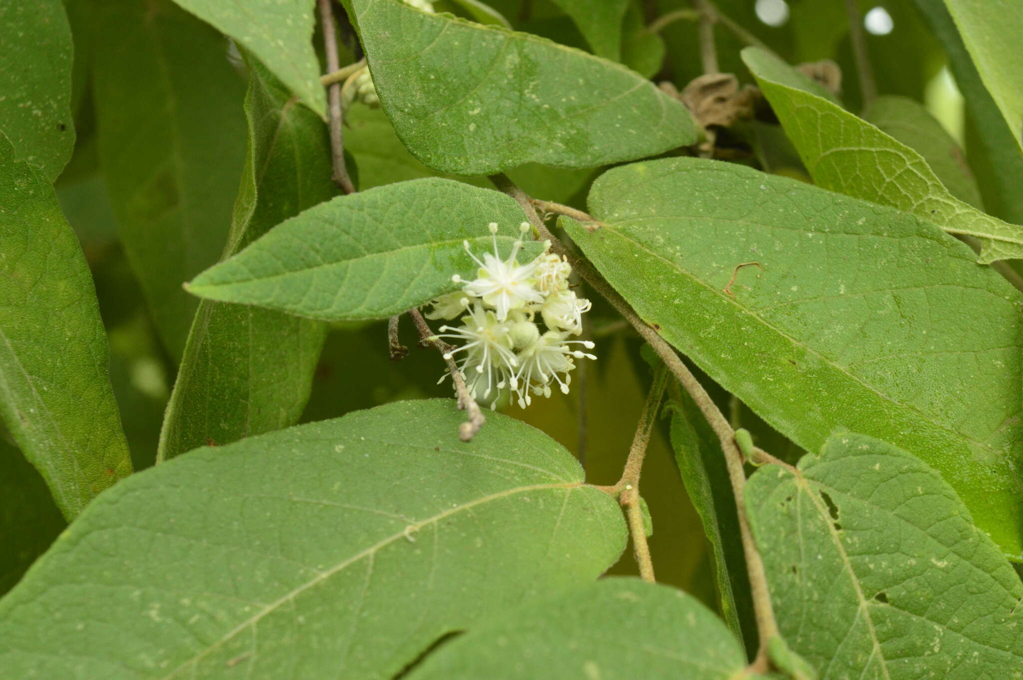 Image of Croton alamosanus Rose