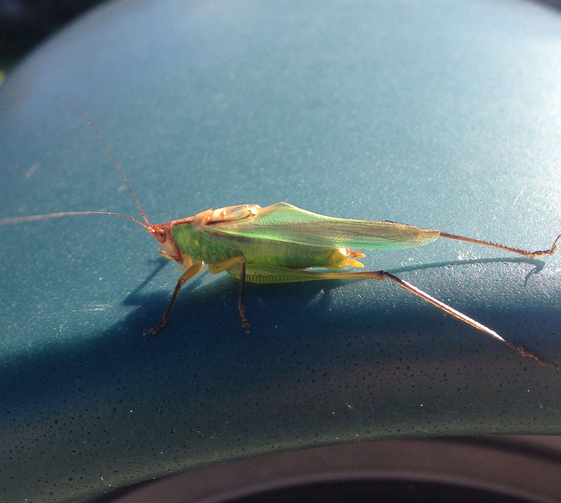 Image of Black-legged Meadow Katydid