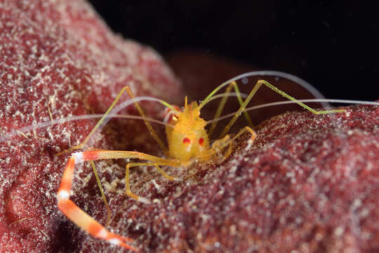 Image of yellowbanded coral shrimp