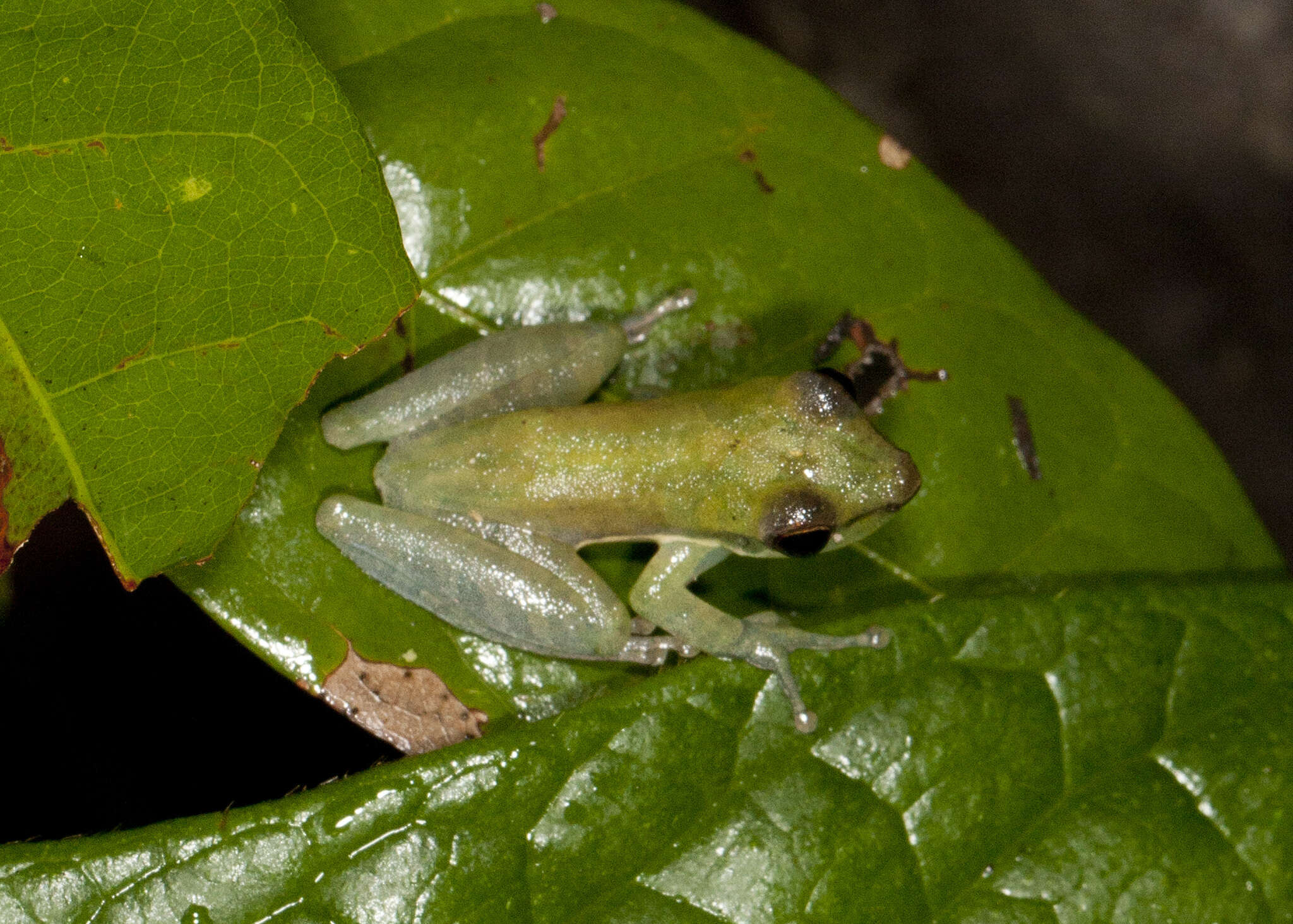 Scarthyla goinorum (Bokermann 1962)的圖片