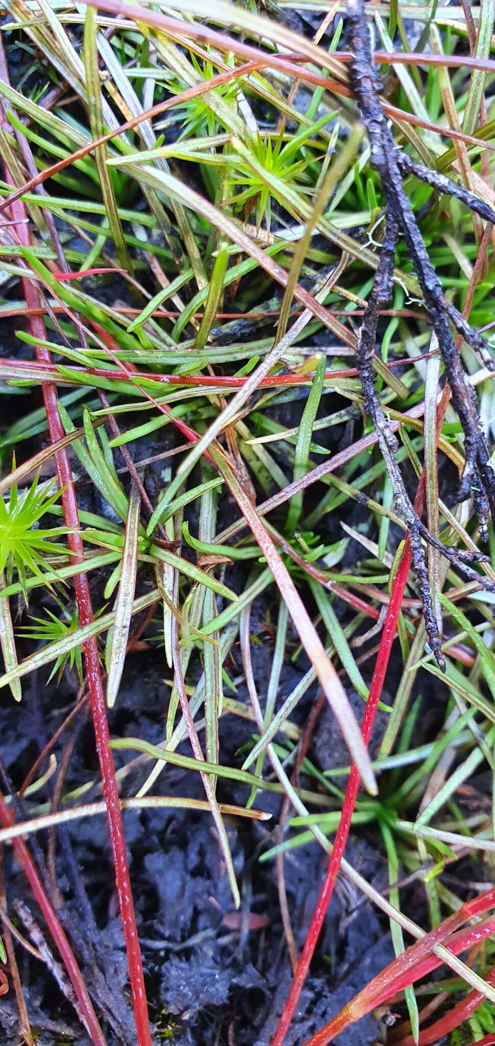 صورة <i>Stylidium subulatum</i>