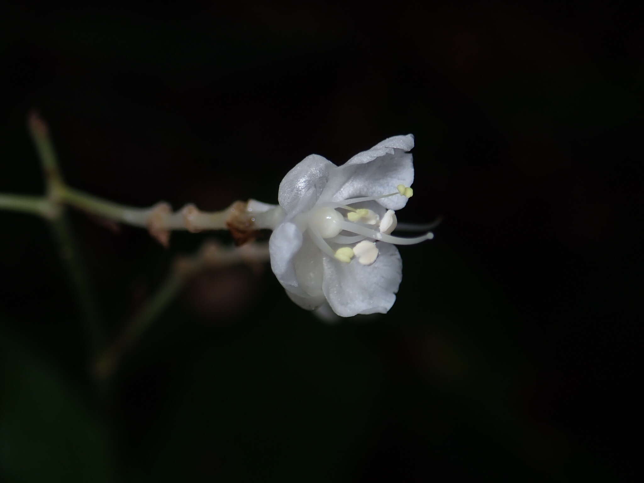 Image of Pollia secundiflora (Blume) Bakh. fil.