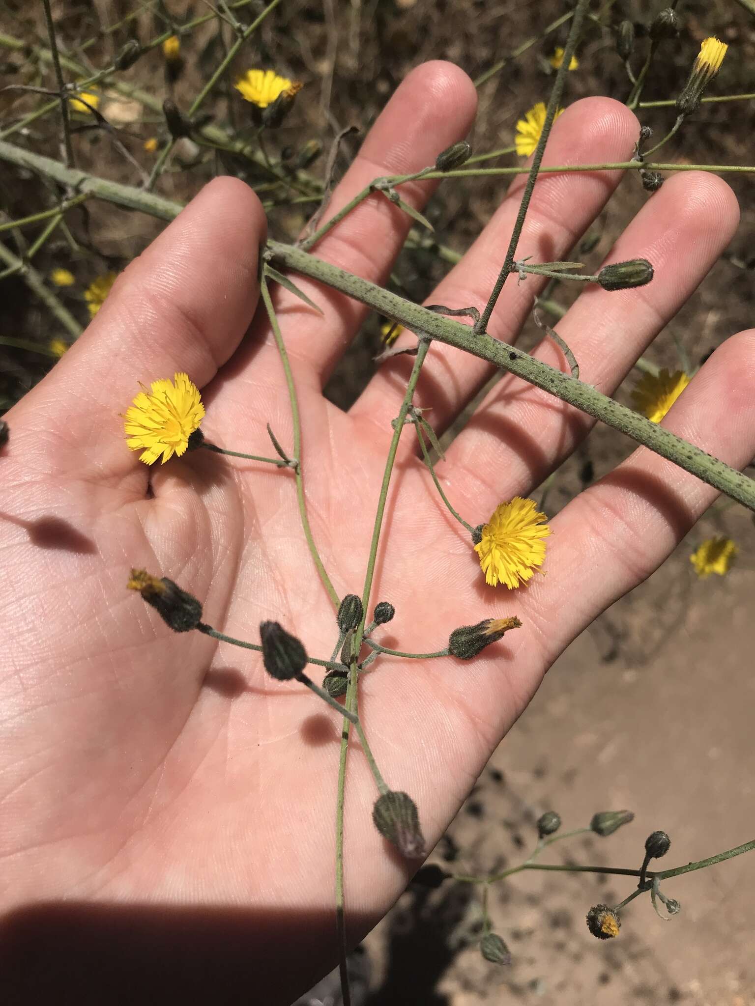 Image of southern hawkweed