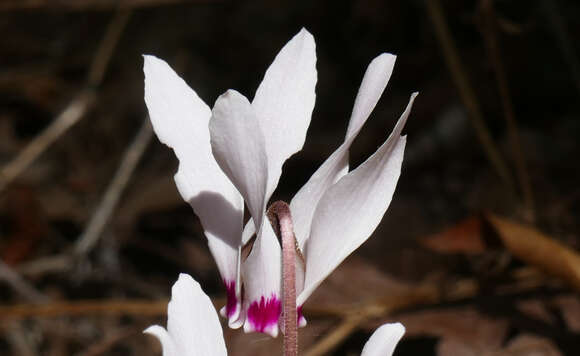 Imagem de Cyclamen cyprium Ky.