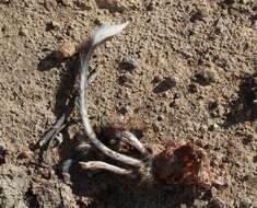 Image of banner-tailed kangaroo rat