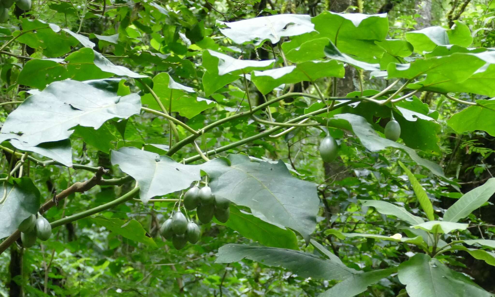 Image of Tamarillo