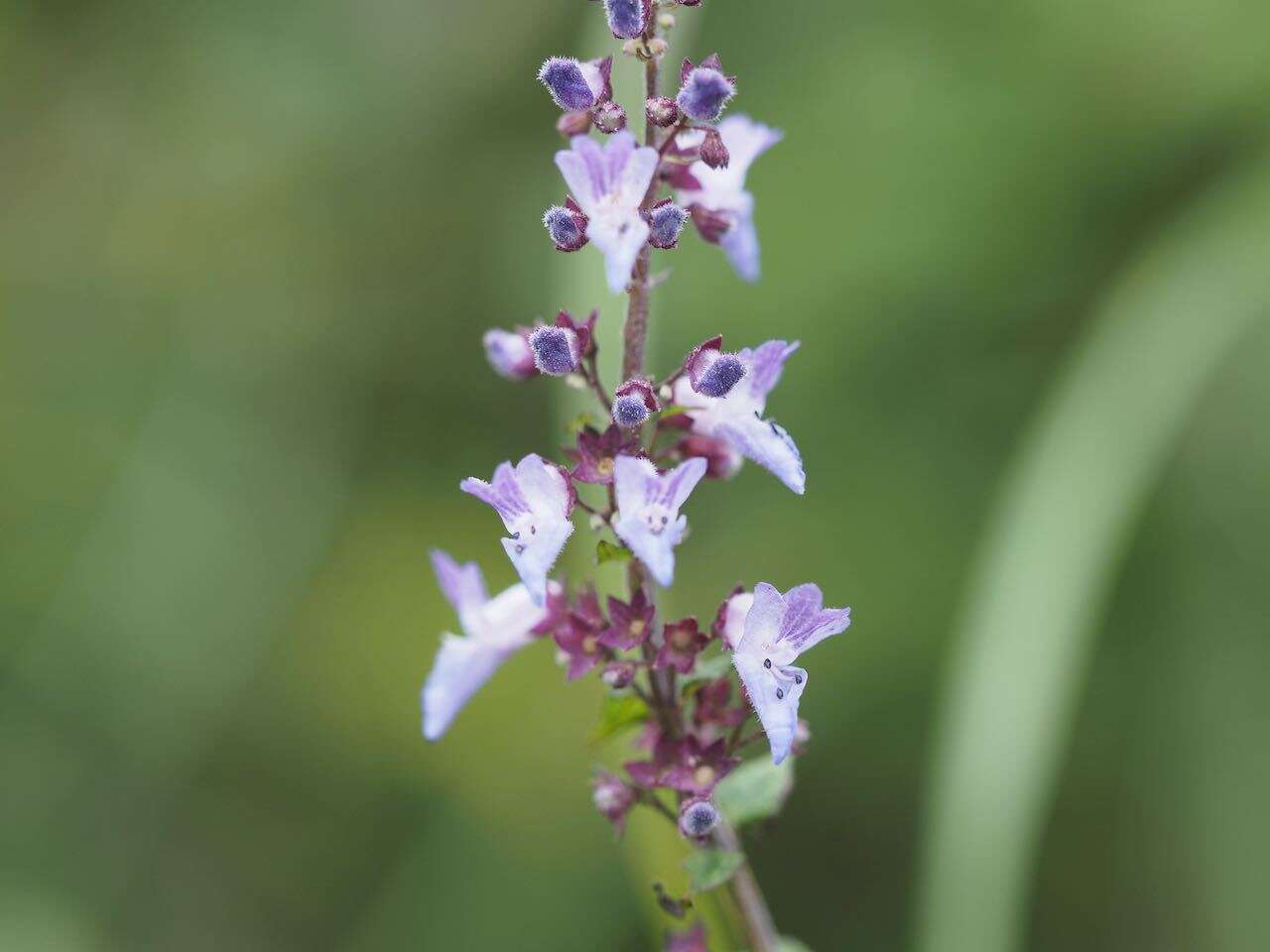 Image of Isodon inflexus (Thunb.) Kudô