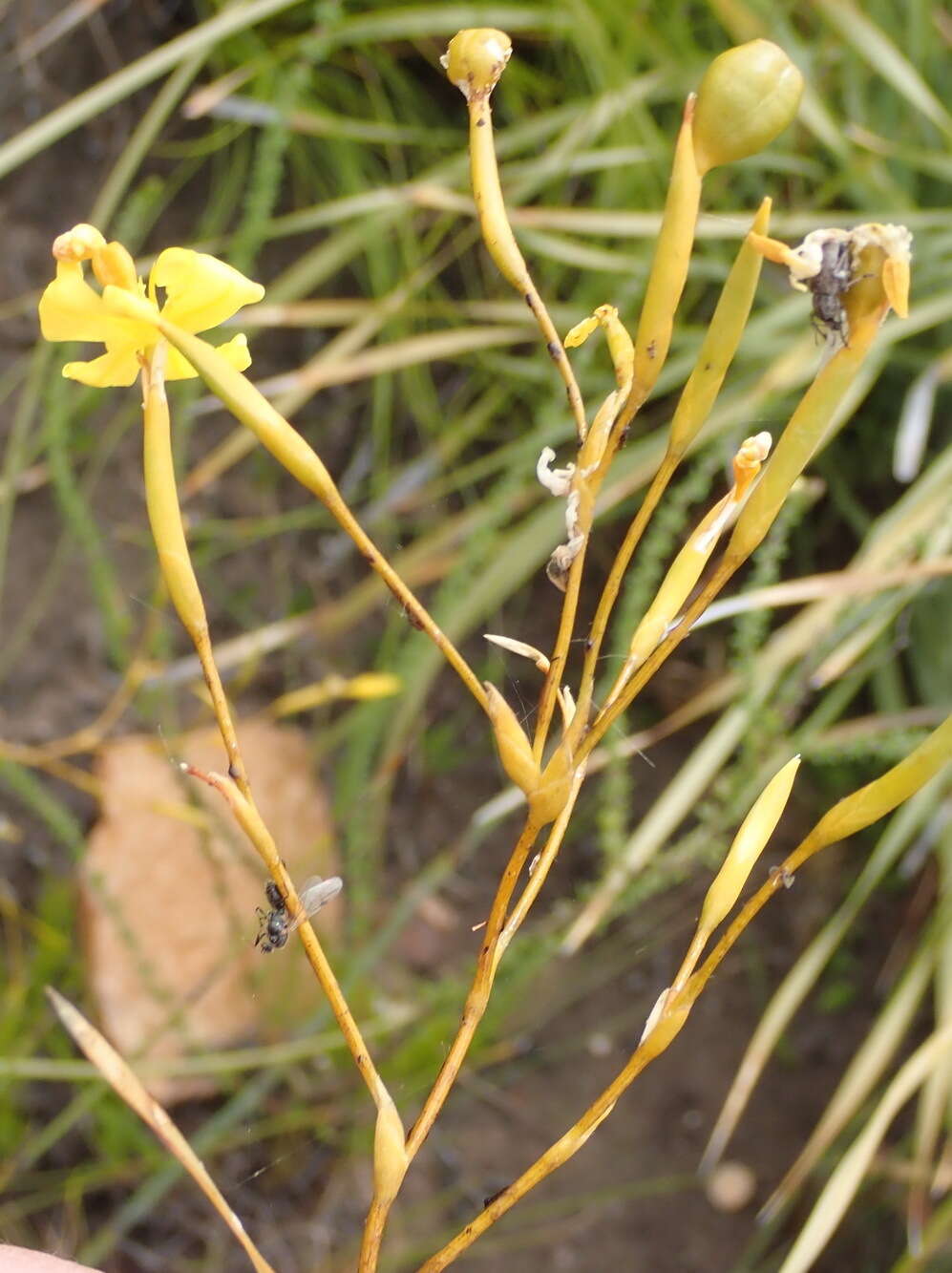 Image of Bobartia paniculata G. J. Lewis