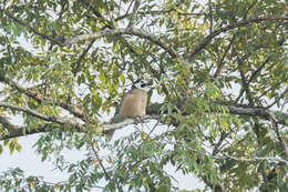 Image of Garrulus glandarius leucotis Hume 1874