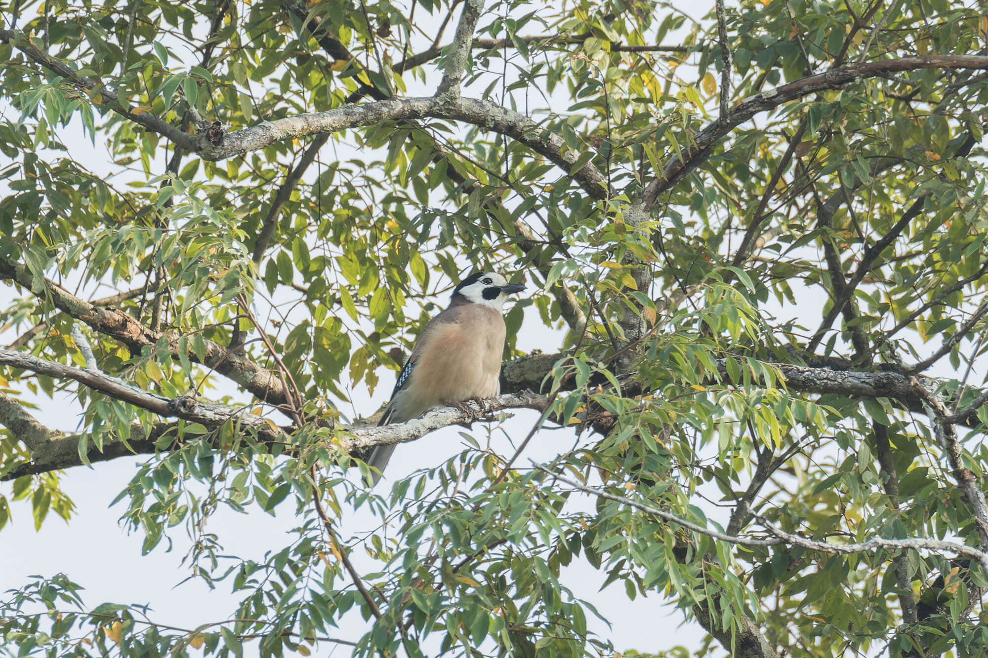 Image of Garrulus glandarius leucotis Hume 1874