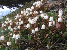 Image of clubmoss cassiope