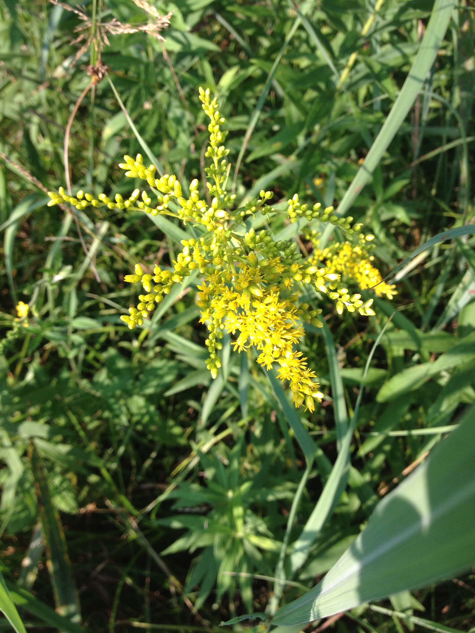 صورة Solidago juncea Ait.