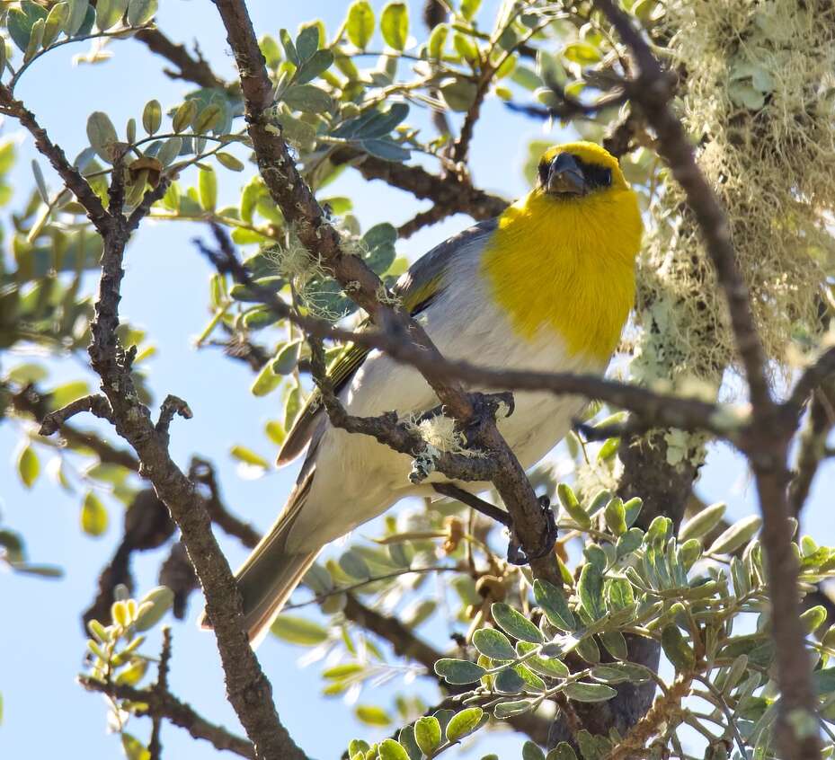 Image of Loxioides Oustalet 1877