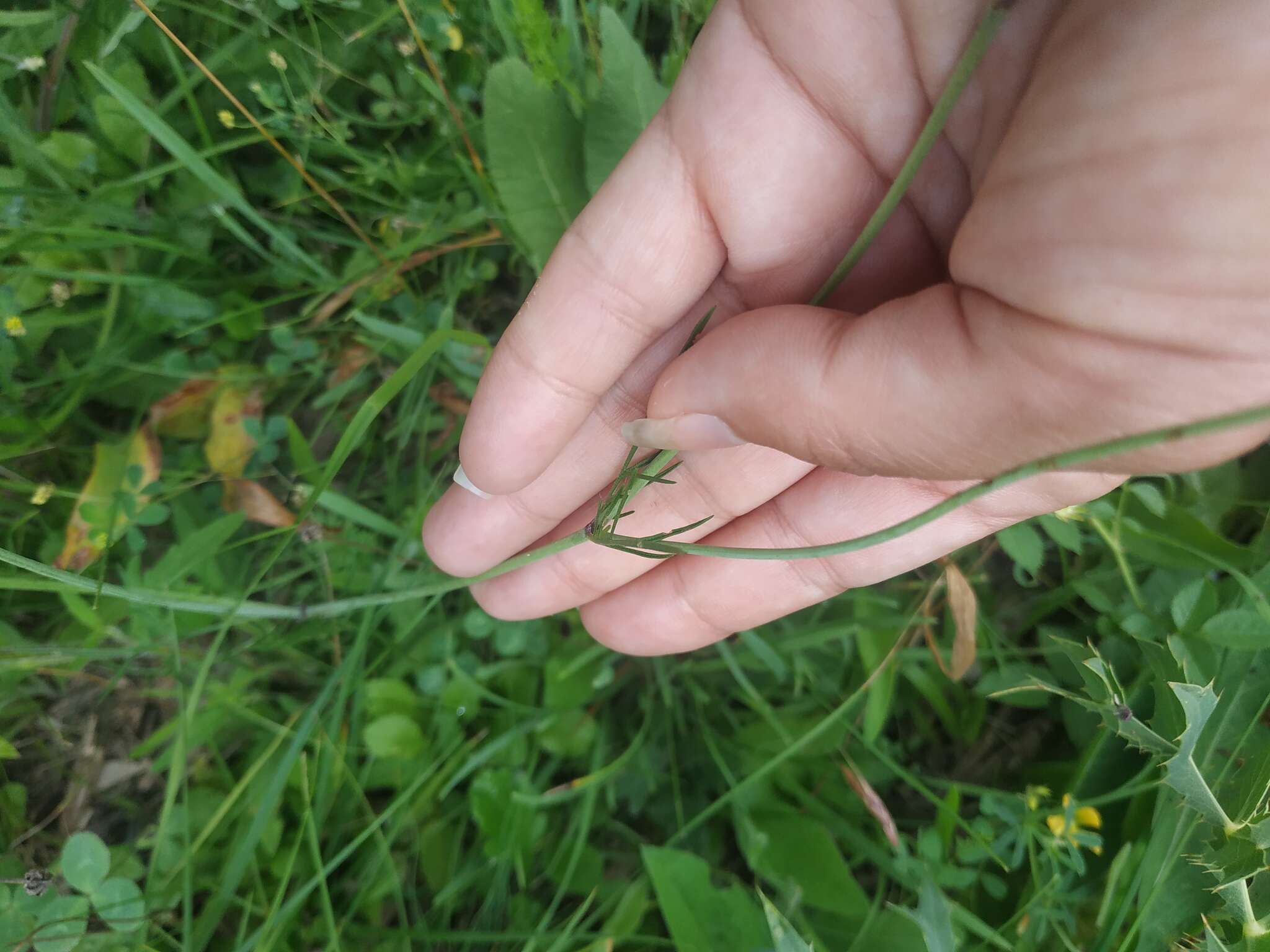 Imagem de Scabiosa praemontana Privalova