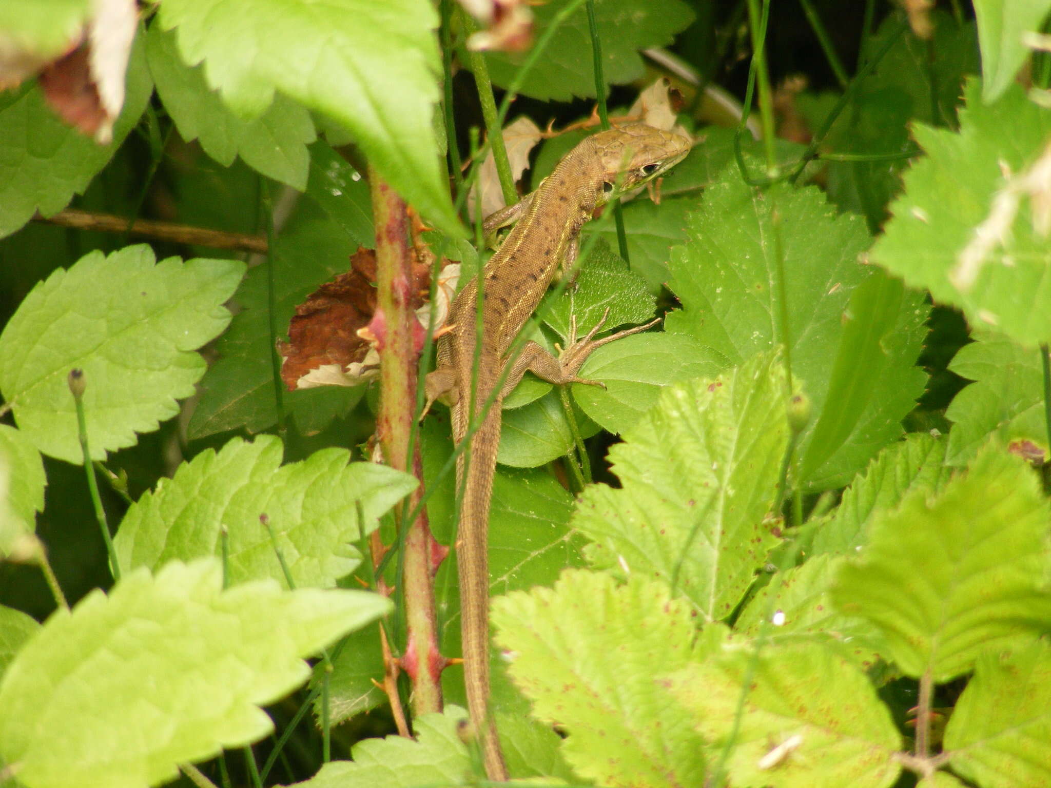 Sivun Lacerta bilineata chloronota Rafinesque-schmaltz 1810 kuva