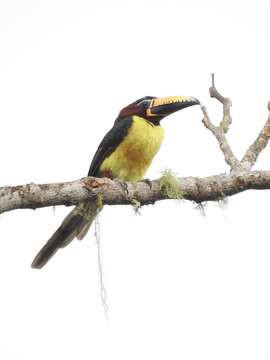 Image of Lettered Aracari