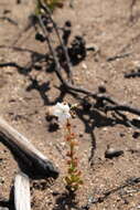 Image of Drosera platypoda Turcz.