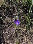 Image of Hoover's brodiaea