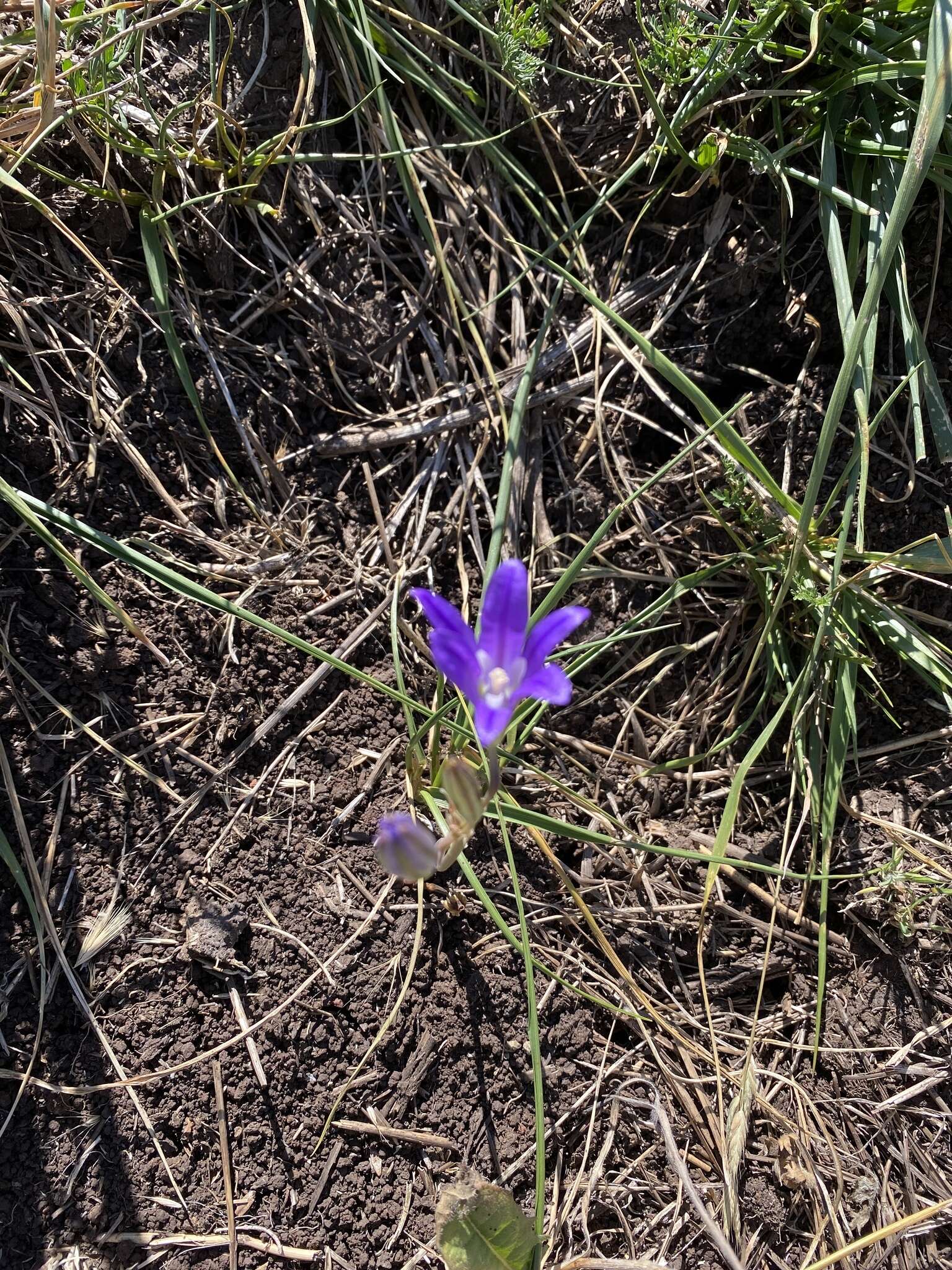 Sivun Brodiaea elegans subsp. hooveri Niehaus kuva