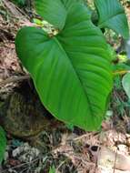 Philodendron ernestii Engl.的圖片