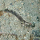 Image of Occasional-shrimp goby