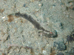 Image of Occasional-shrimp goby