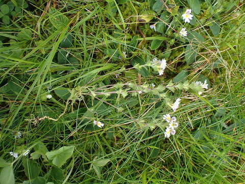 Imagem de Euphrasia officinalis L.