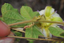 Image of Passiflora ciliata var. santiagana (Killip) Vanderpl.