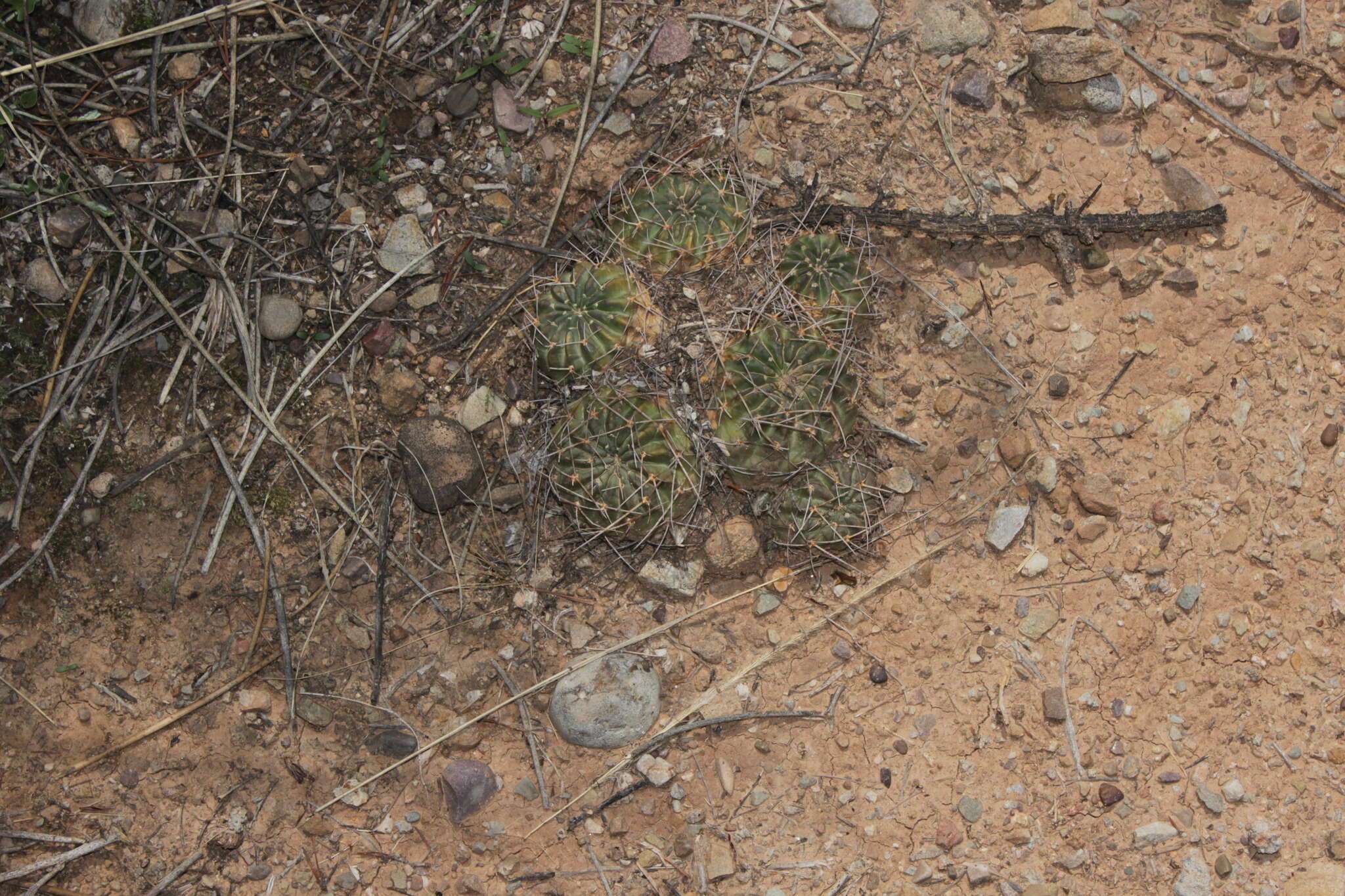 Echinopsis backebergii Werderm. resmi