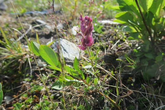 Image of Castilleja arctica Krylov & Sergievsk.