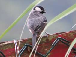 Image of Parus minor commixtus Swinhoe 1868