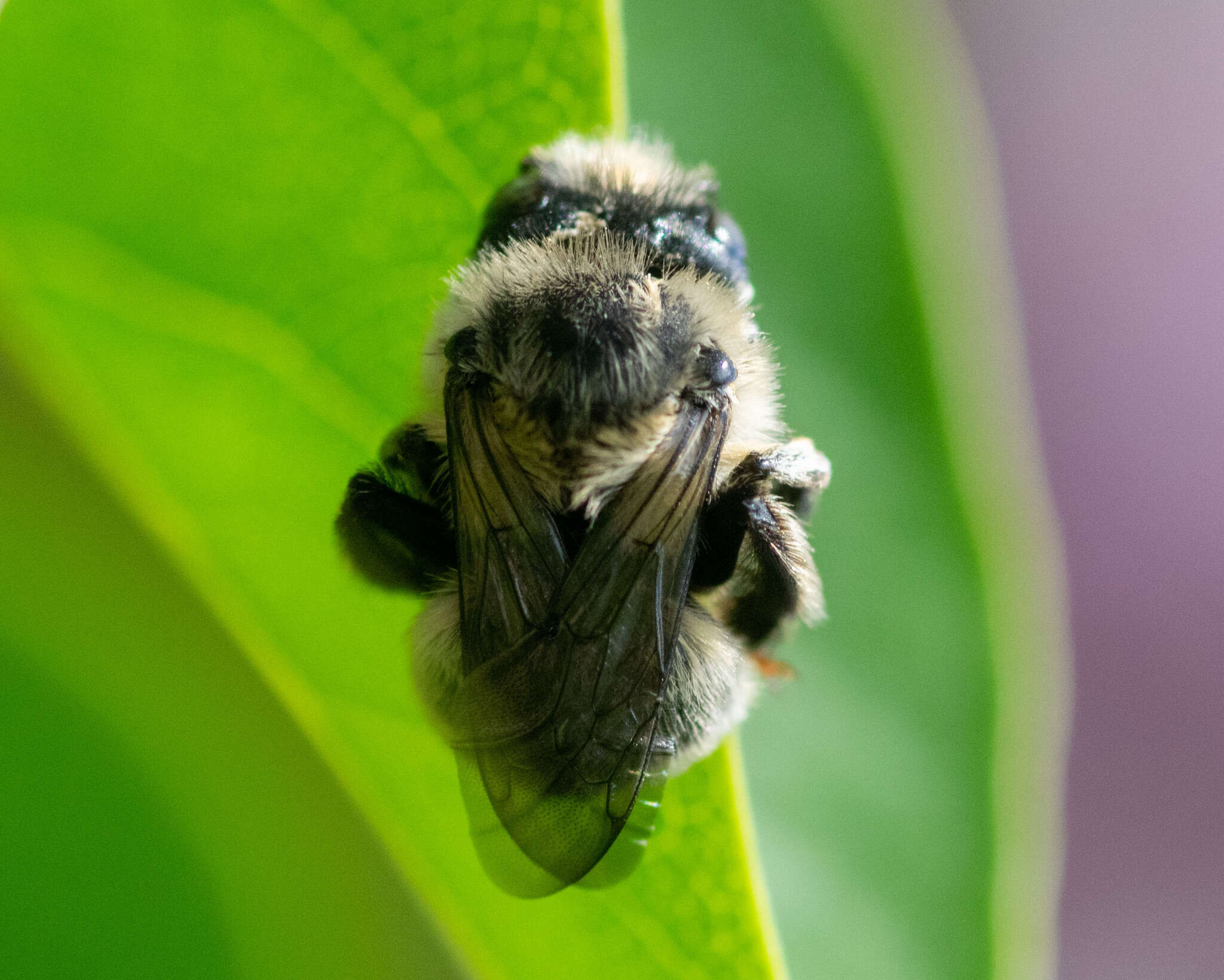 Image of Anthophora terminalis Cresson 1869