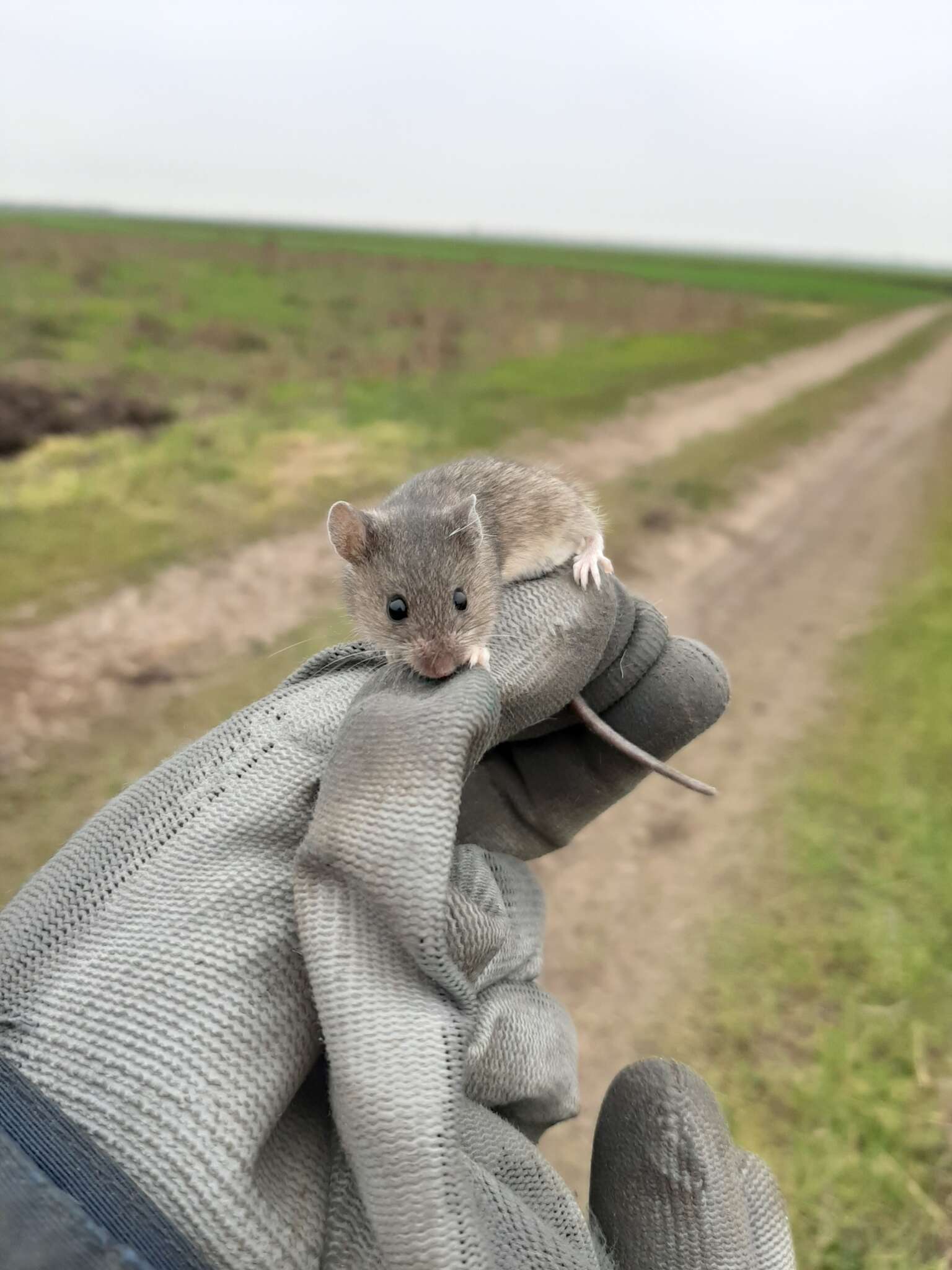 Image of Steppe mouse