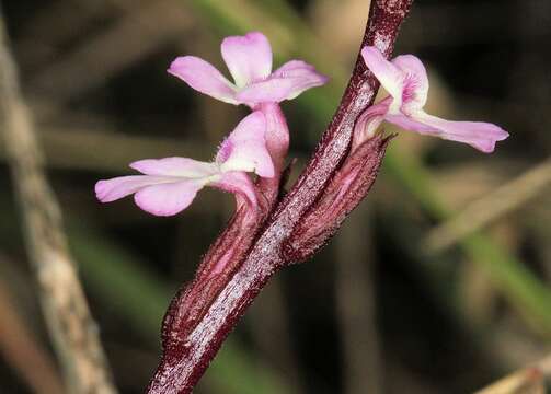 Imagem de Striga gesnerioides (Willd.) Vatke