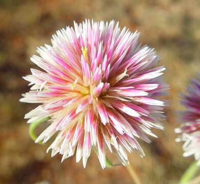 Image of Gomphrena canescens subsp. canescens