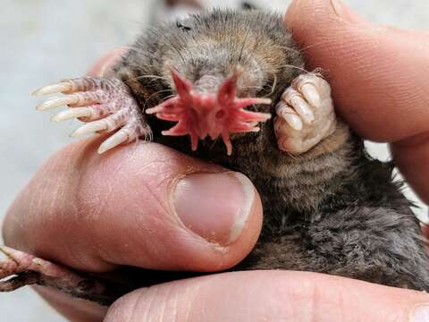 Image of star-nosed mole