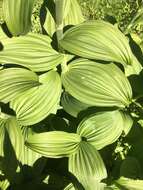 Image of Veratrum viride var. eschscholtzianum (Schult. & Schult. fil.) Breitung